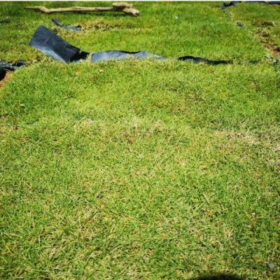 Carpet Grass (Japanese)